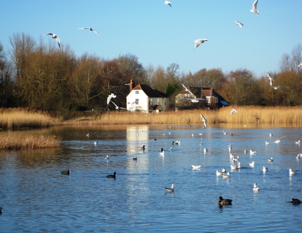 Emsworth millpond