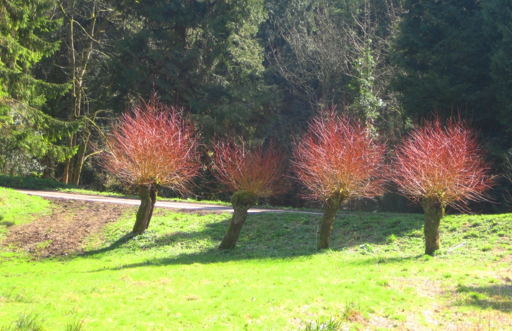 Red trees
