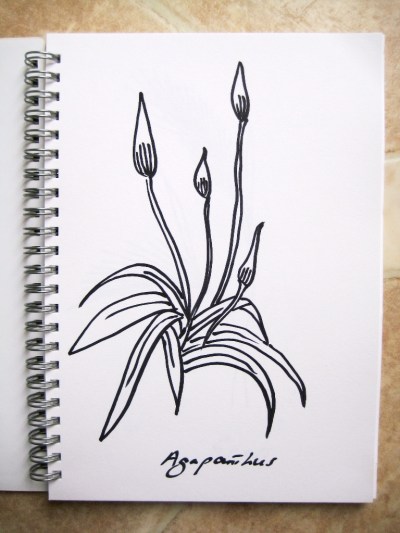 Plant sketch 